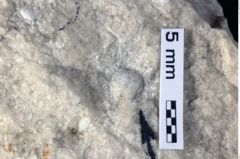 Foto (Detailansicht) von Goniodromitidae indet. (NHMW-GEO-1990-0041-0254)